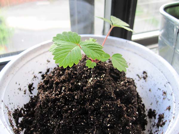 Little Strawberry Plant