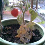 Little Tom Thumb Tomato Plant
