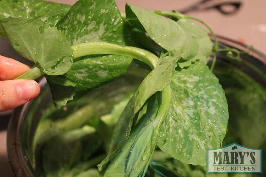 close up of a snow pea vine