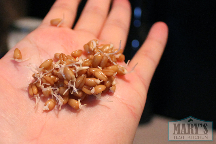 sprouted wheat berries for rejuvelac