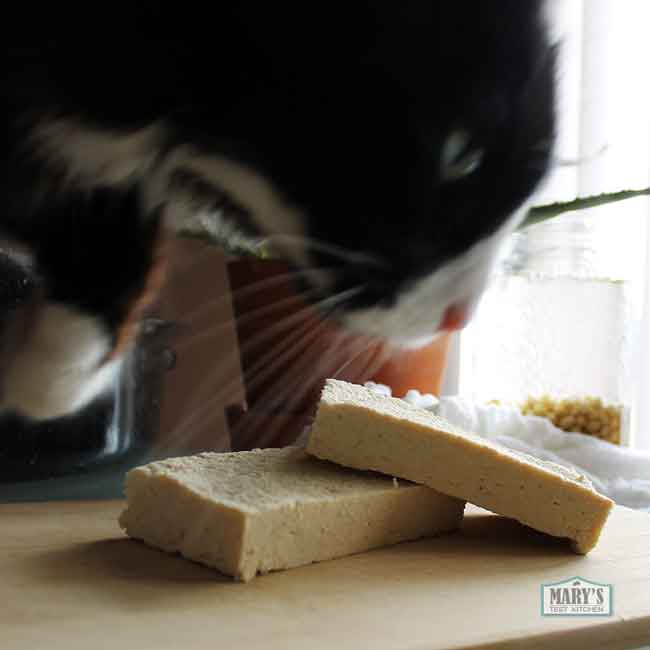 blurry cat sniffing homemade tofu