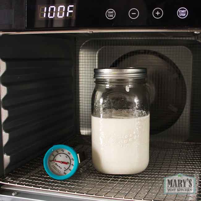 raw peanut milk inoculated with yogurt cultures in dehydrator for fermentation at 100°F