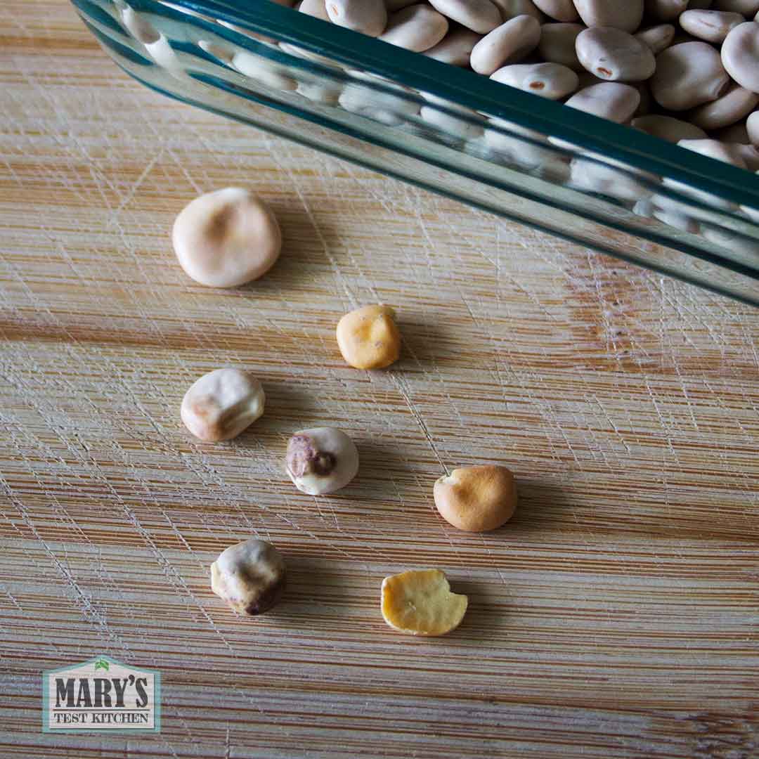 discolored and misshaped lupini beans for removal