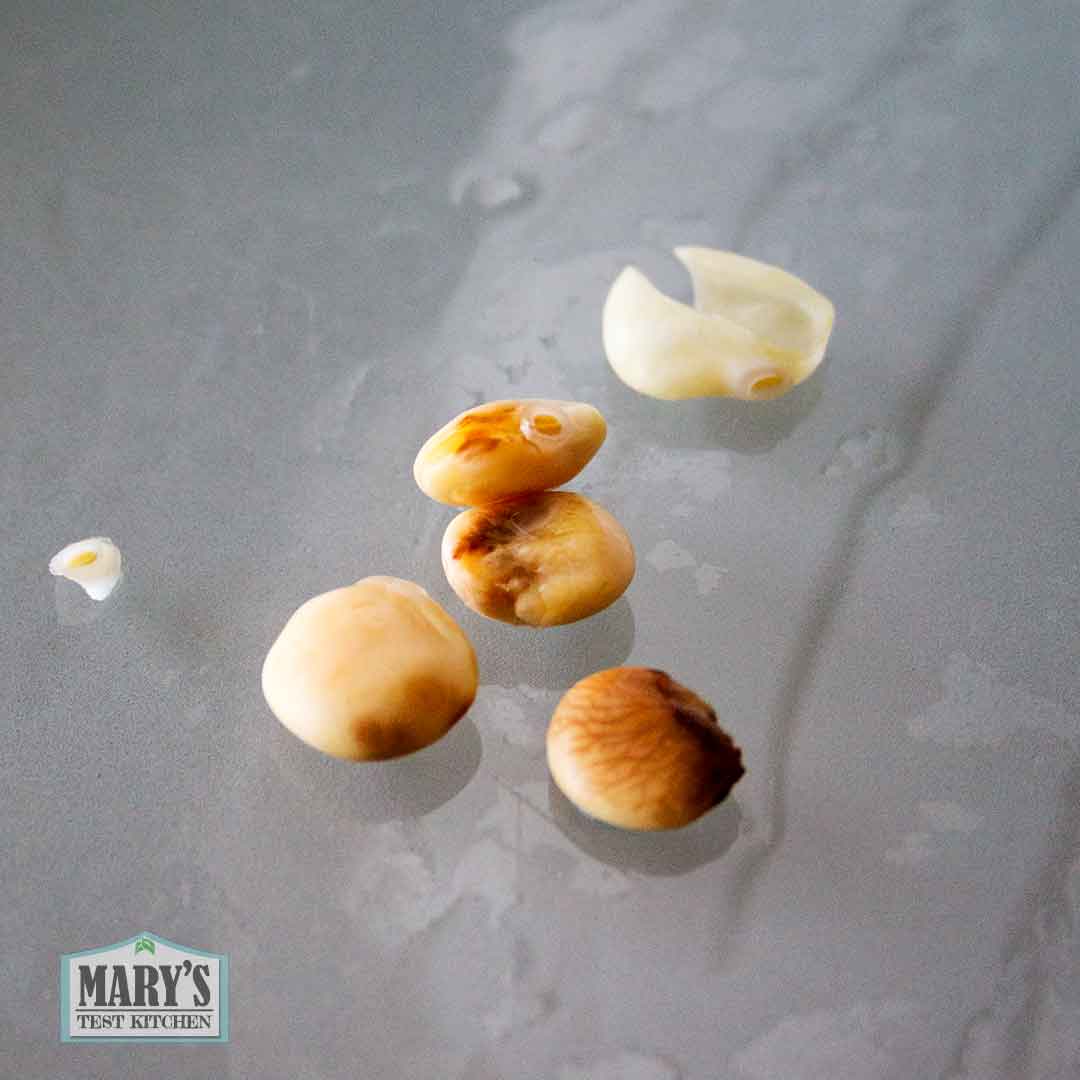 discolored rehydrated lupini beans for removal