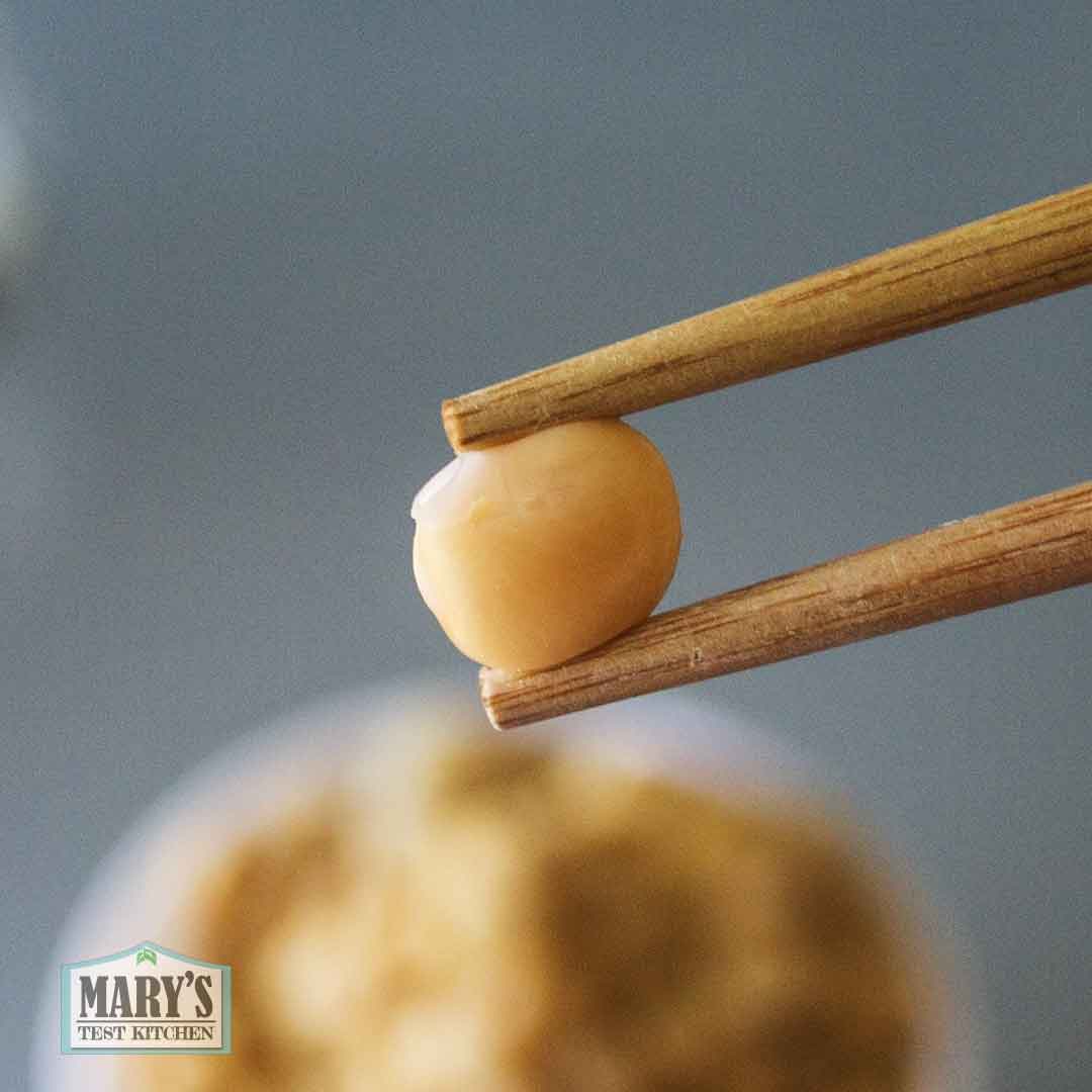 single cooked sweet lupini bean held in chopsticks
