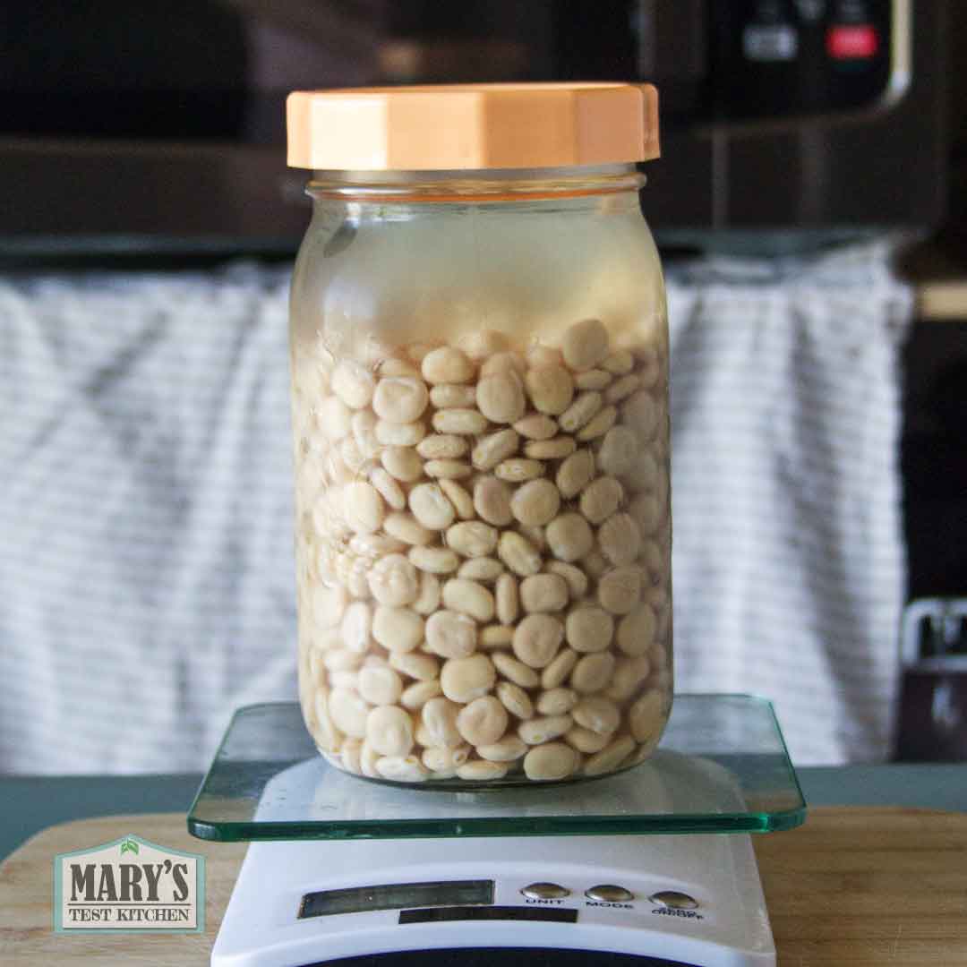jar of soaked sweet lupini beans on a kitchens scale
