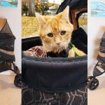Pet Gear No-Zip Special Edition 3 | Cat Stroller Review (After Years of Use)