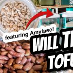 Will Beans Tofu? Featuring Amylase!