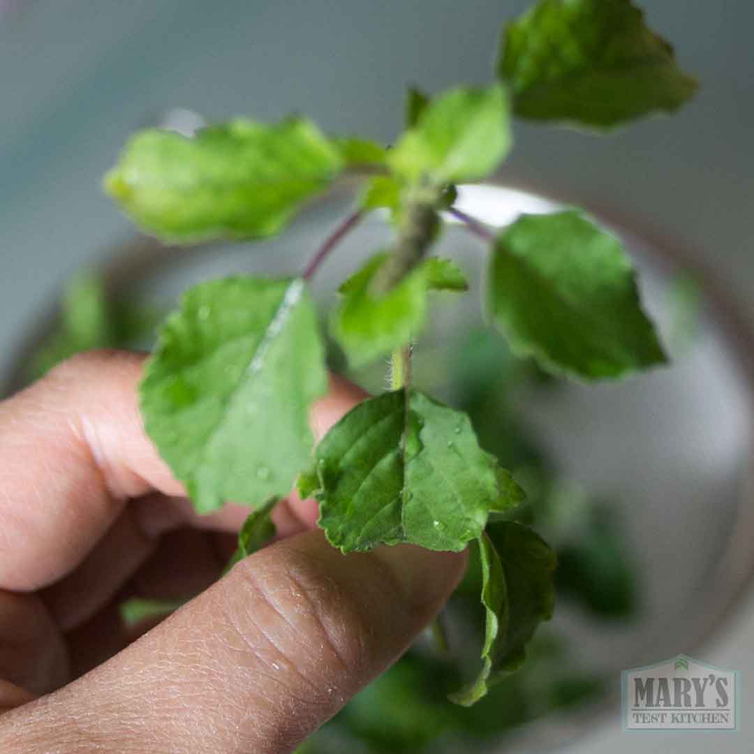 holy basil harvested