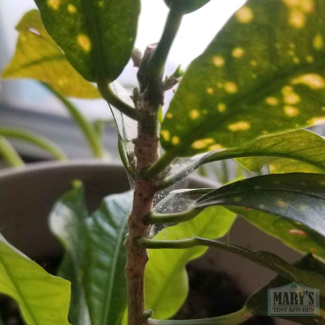 spider mite evidence on other house plants