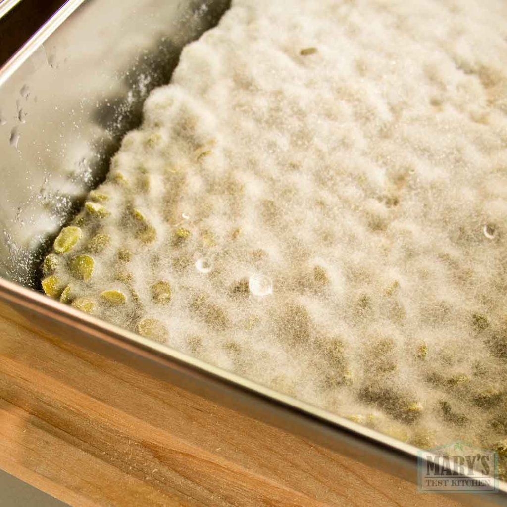 split pea tempeh after 32 hours