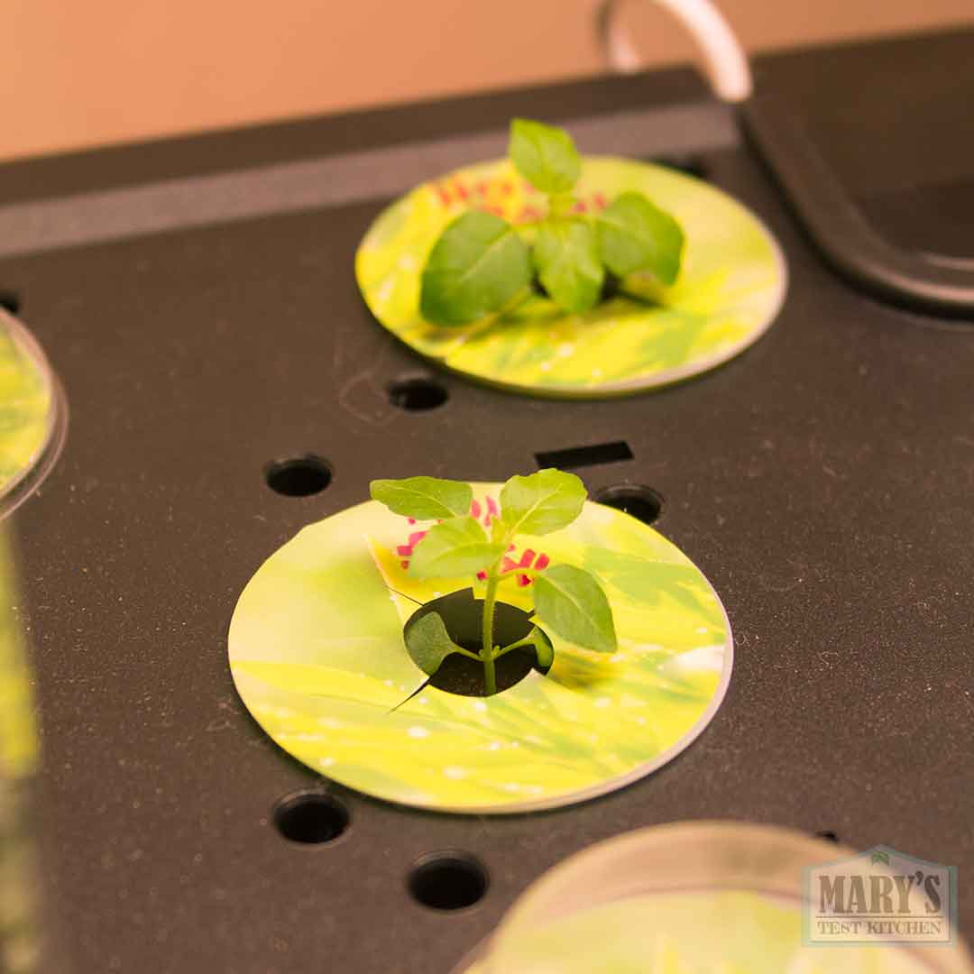 Transplanted Holy Basil and Thai Basil seedlings Transplanted Holy Basil and Thai Basil seedlings