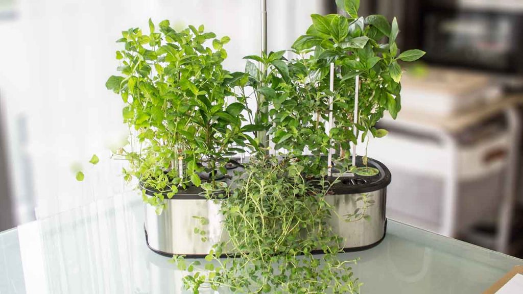 fully grown mint, basils, and oregano in letpot lph-se
