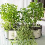 LetPot LPH Senior Review: 9 Months and 3 Rounds of Plants Later