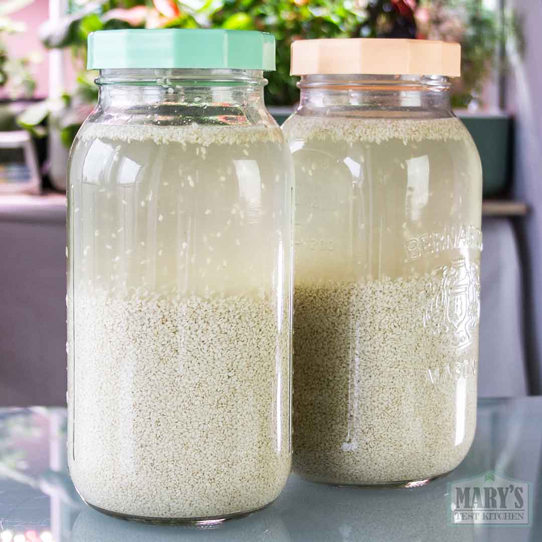 white sesame seeds soaked in water