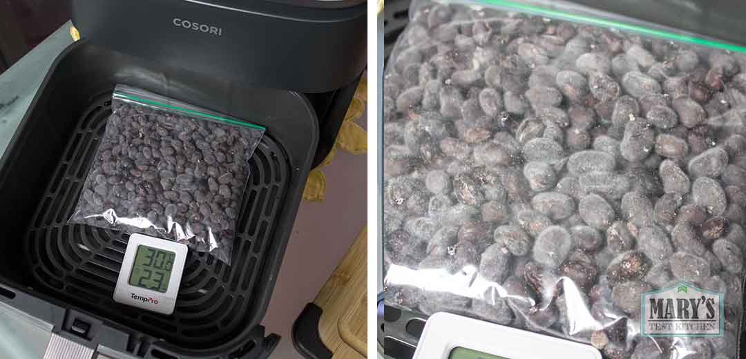 black bean tempeh development after 20 hours fermentation; a light fuzz