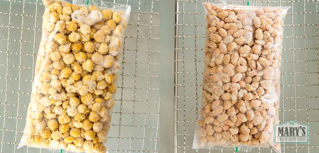 bags of rhizopus oryzae inoculated canned chickpeas and navy beans after 24 hours