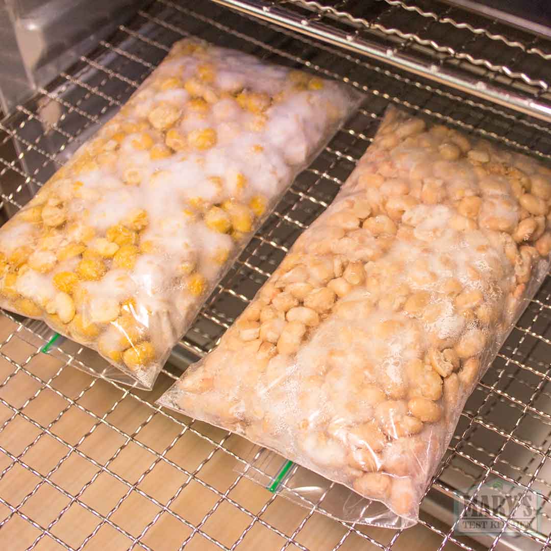 bags of inoculated canned chickpeas and navy beans after 30 hours