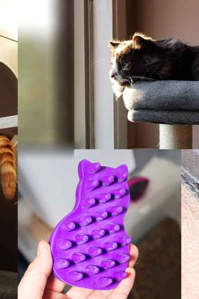 Must Have Cat Supplies: Essentials Every Cat Owner Needs